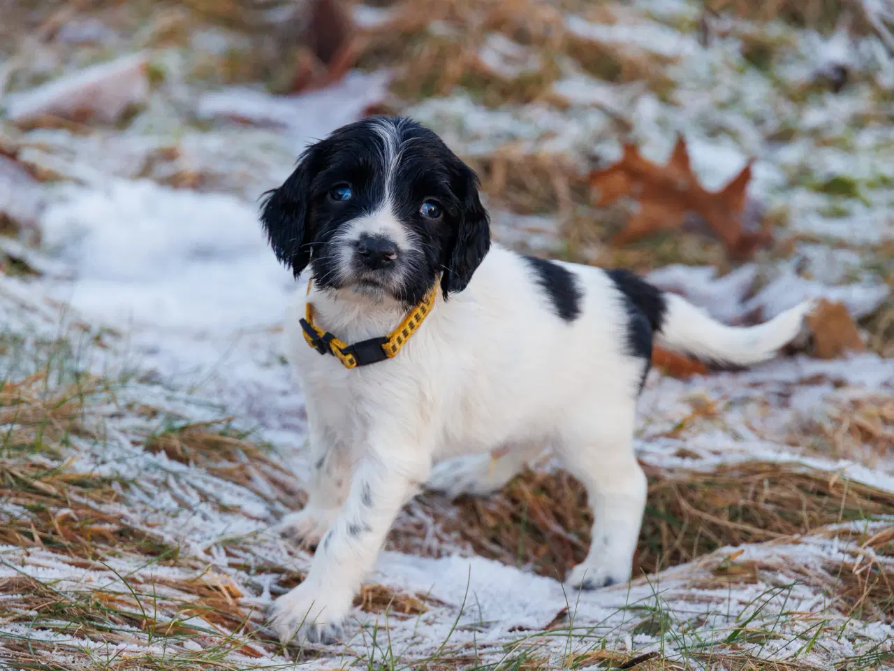 Billede 2 - Skønne jagt og familiehunde