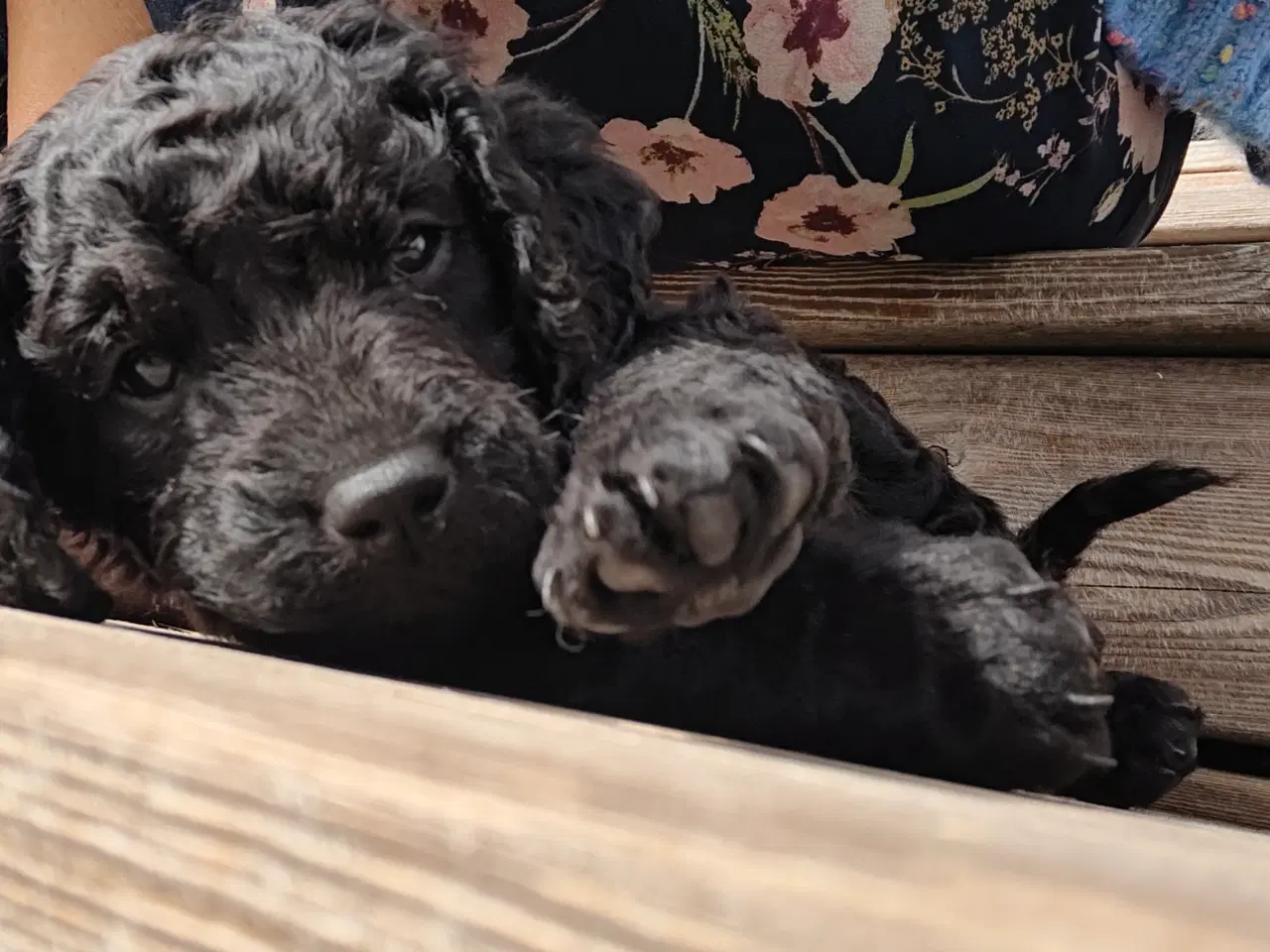 Billede 4 - Hundehvalp doodle blanding 