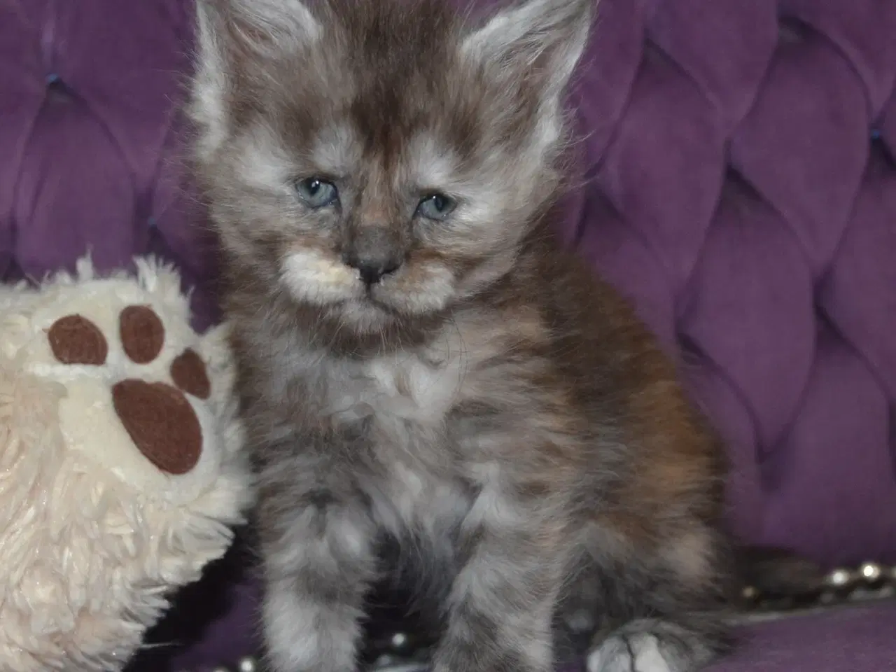 Billede 2 - Maine coon killinger m Stamtavle