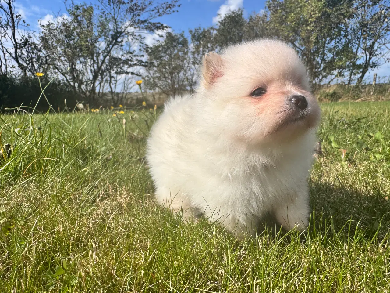Billede 3 - Pomeranian hvalp 