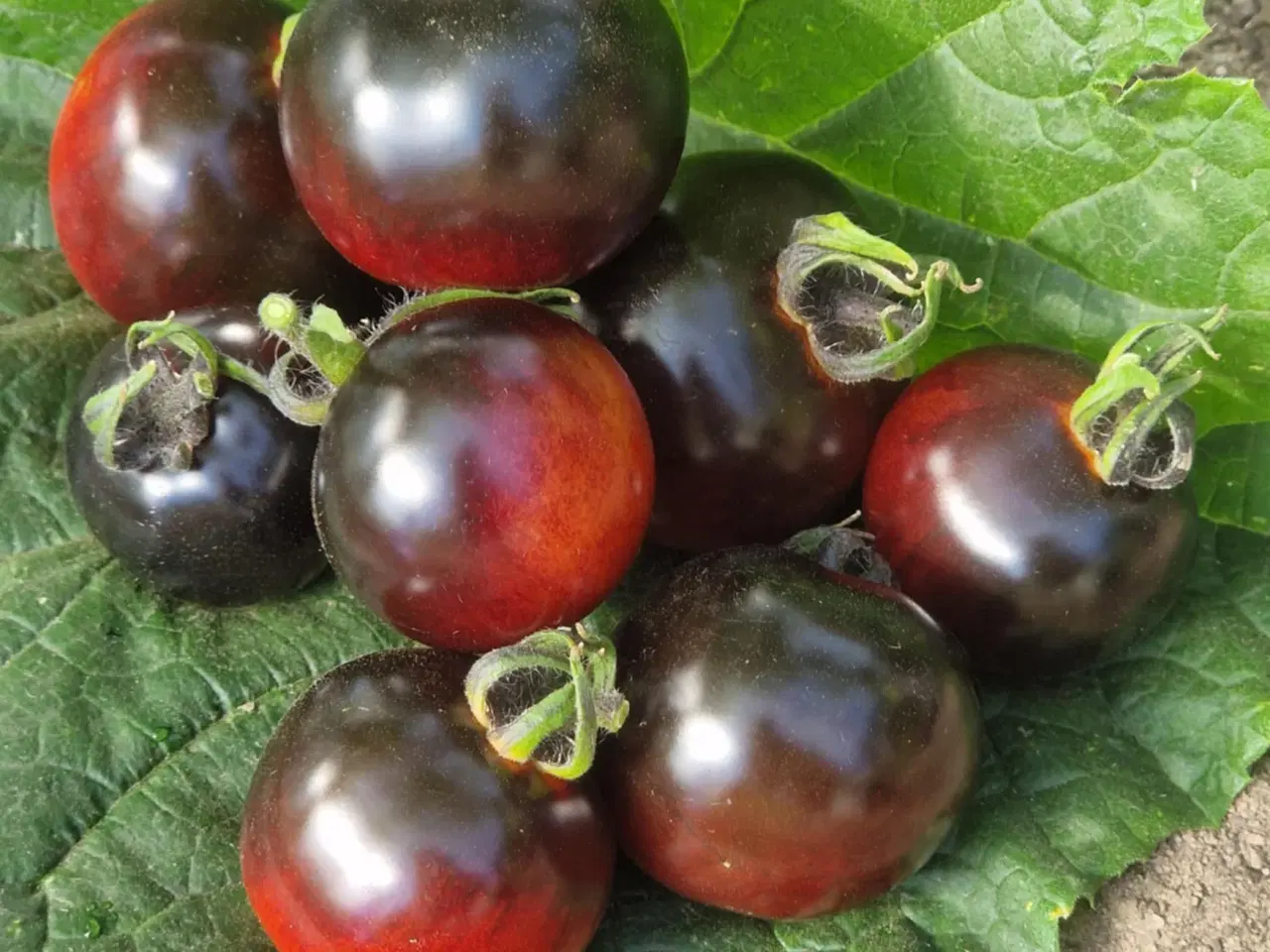 Billede 4 - 300 tomatsorter - FRØ