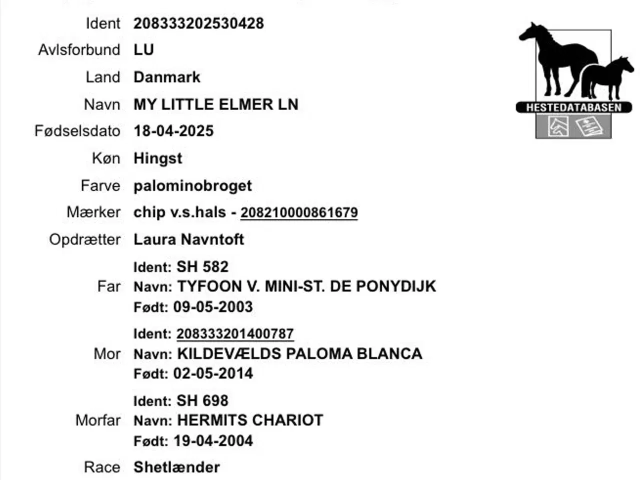 Billede 6 - Palominobroget hingsteføl 