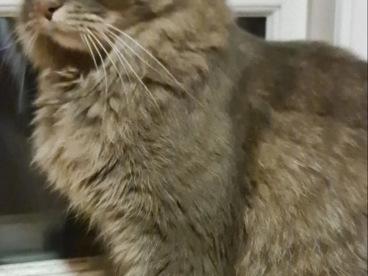 Billede 5 - Skønne katte