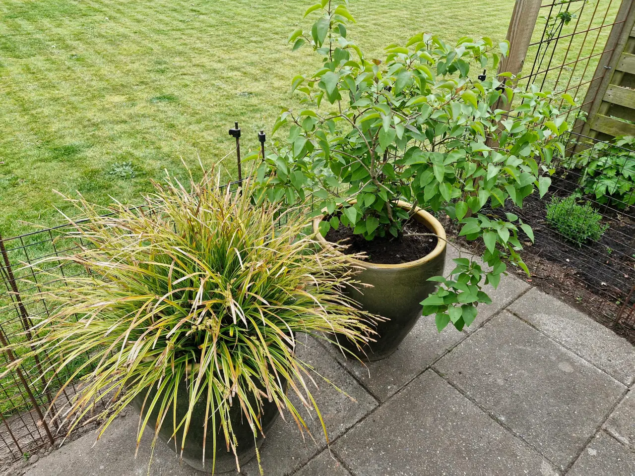 Billede 1 - Gratis planter