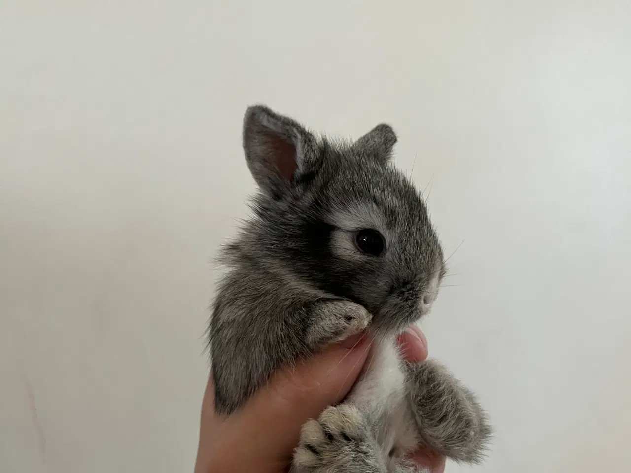 Billede 6 - Minilop/lionlop unger sælges 🐰