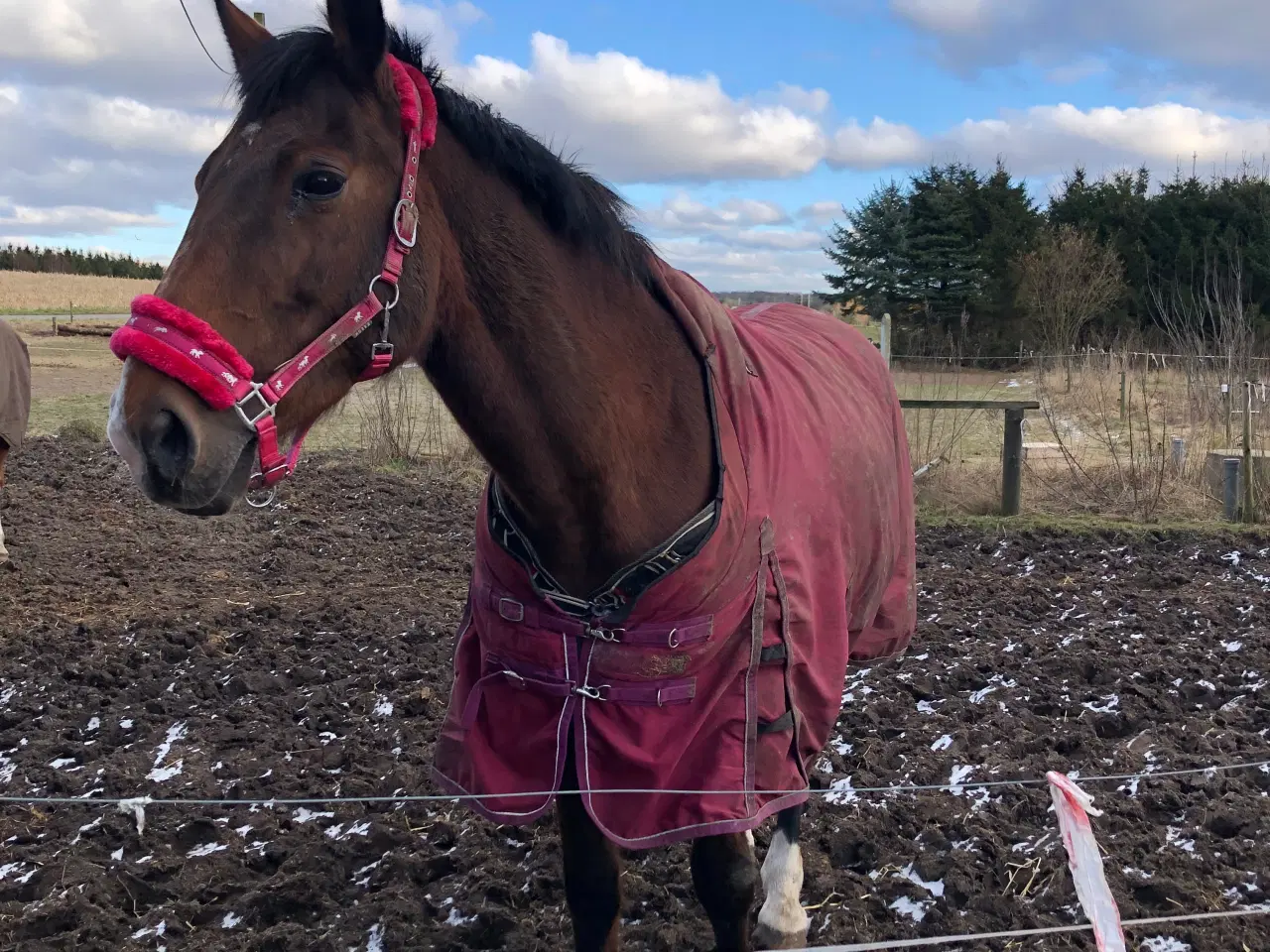 Billede 1 - Stor hingst søges 