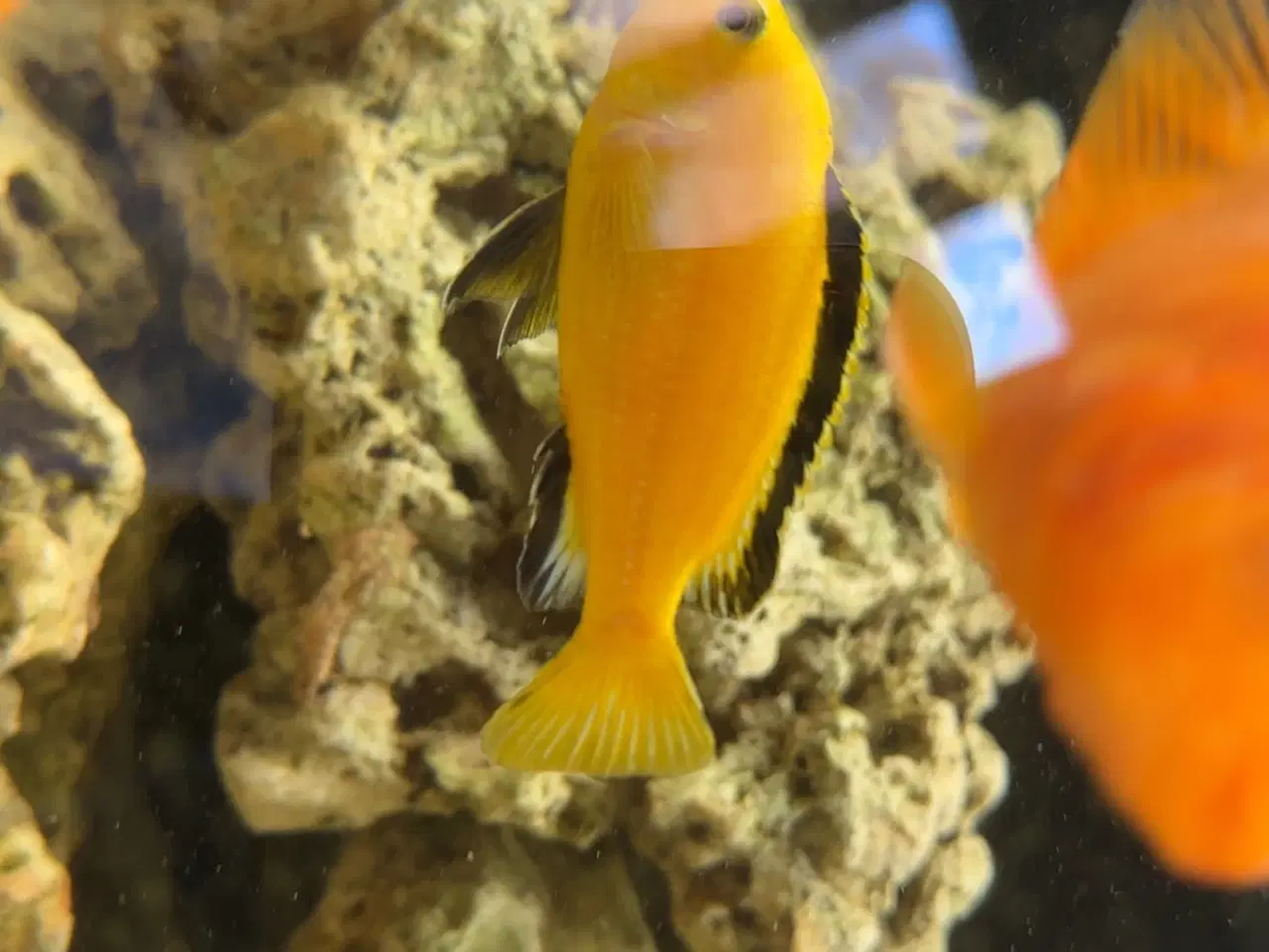 Billede 2 - Fisk 