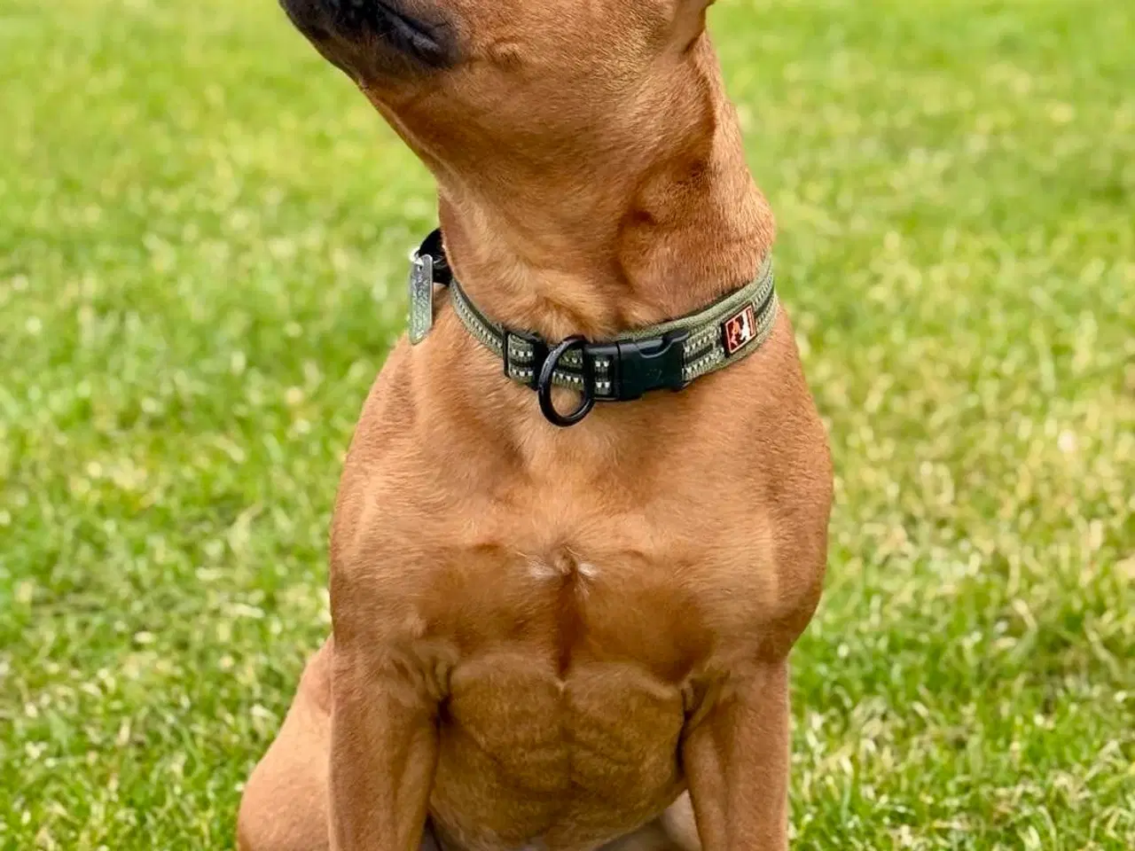 Billede 19 - Staffordshire Bull Terrier han
