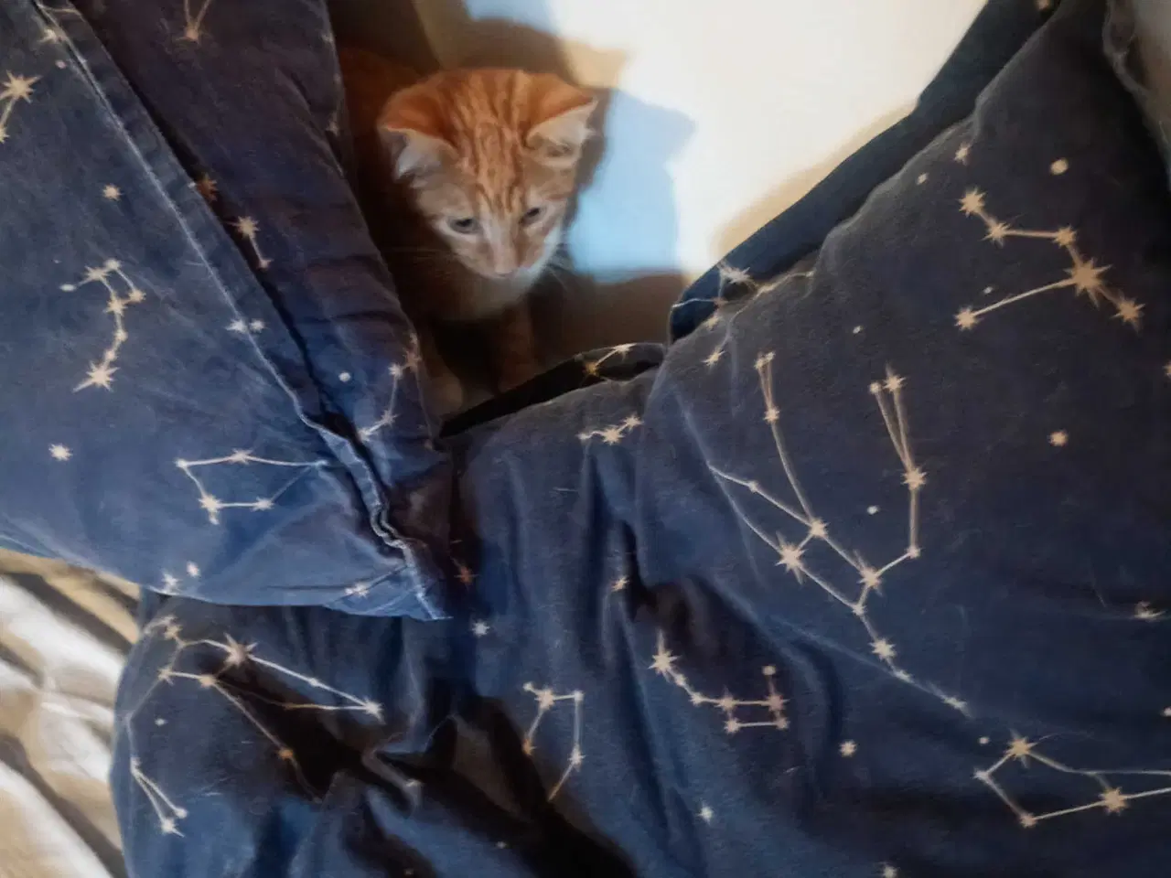 Billede 9 - Rød hun killing