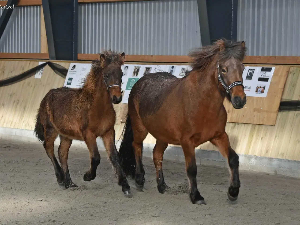 Billede 5 - Stor og cool ung islænder hoppe 