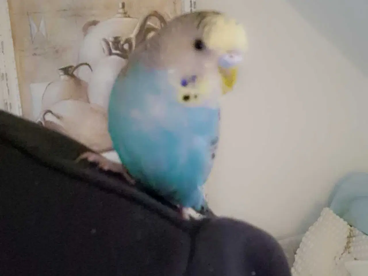 Billede 1 - Hånd Tam Baby Pige Undulat 