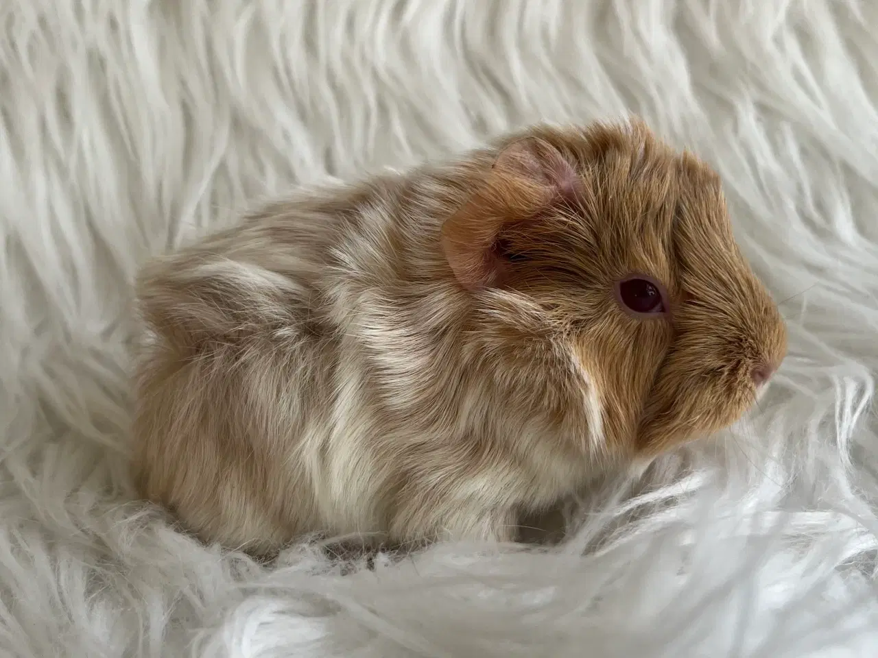 Billede 1 - Han unger