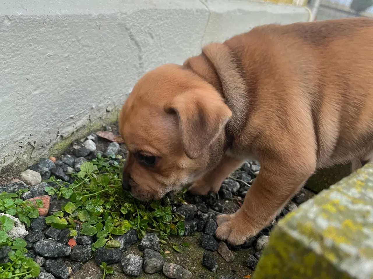 Billede 4 - Skønne og dejlige Staff hvalpe