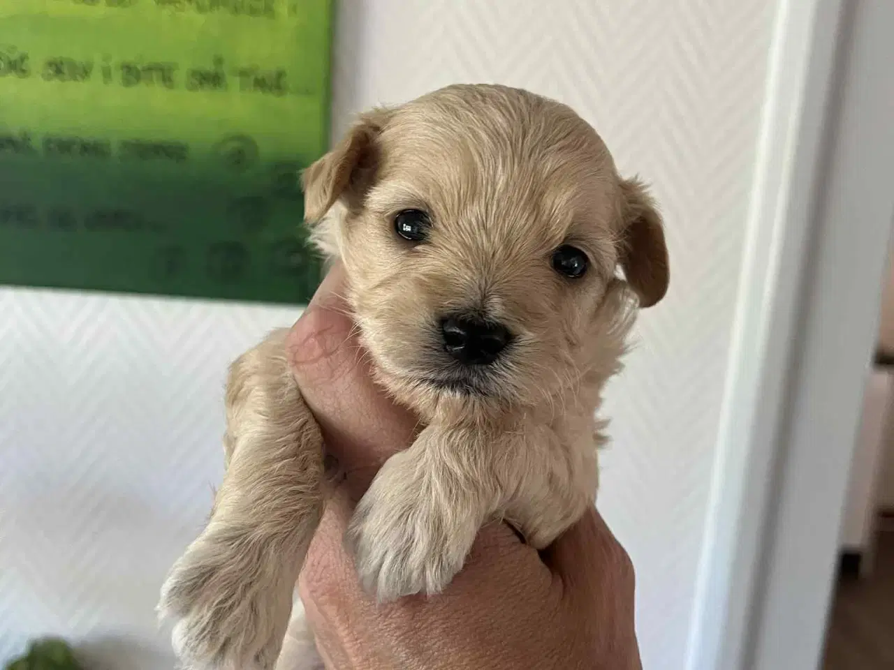 Billede 6 - Lhasa Apso blandings hvalpe