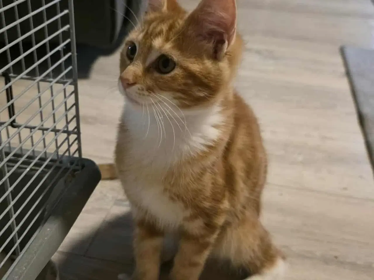 Billede 1 - Maine coon blanding 