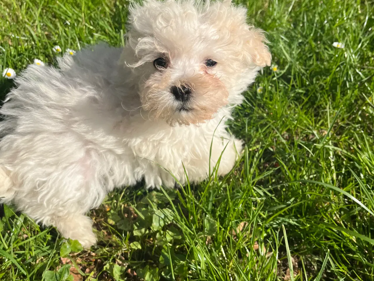 Billede 11 - Maltipoo hvalpe