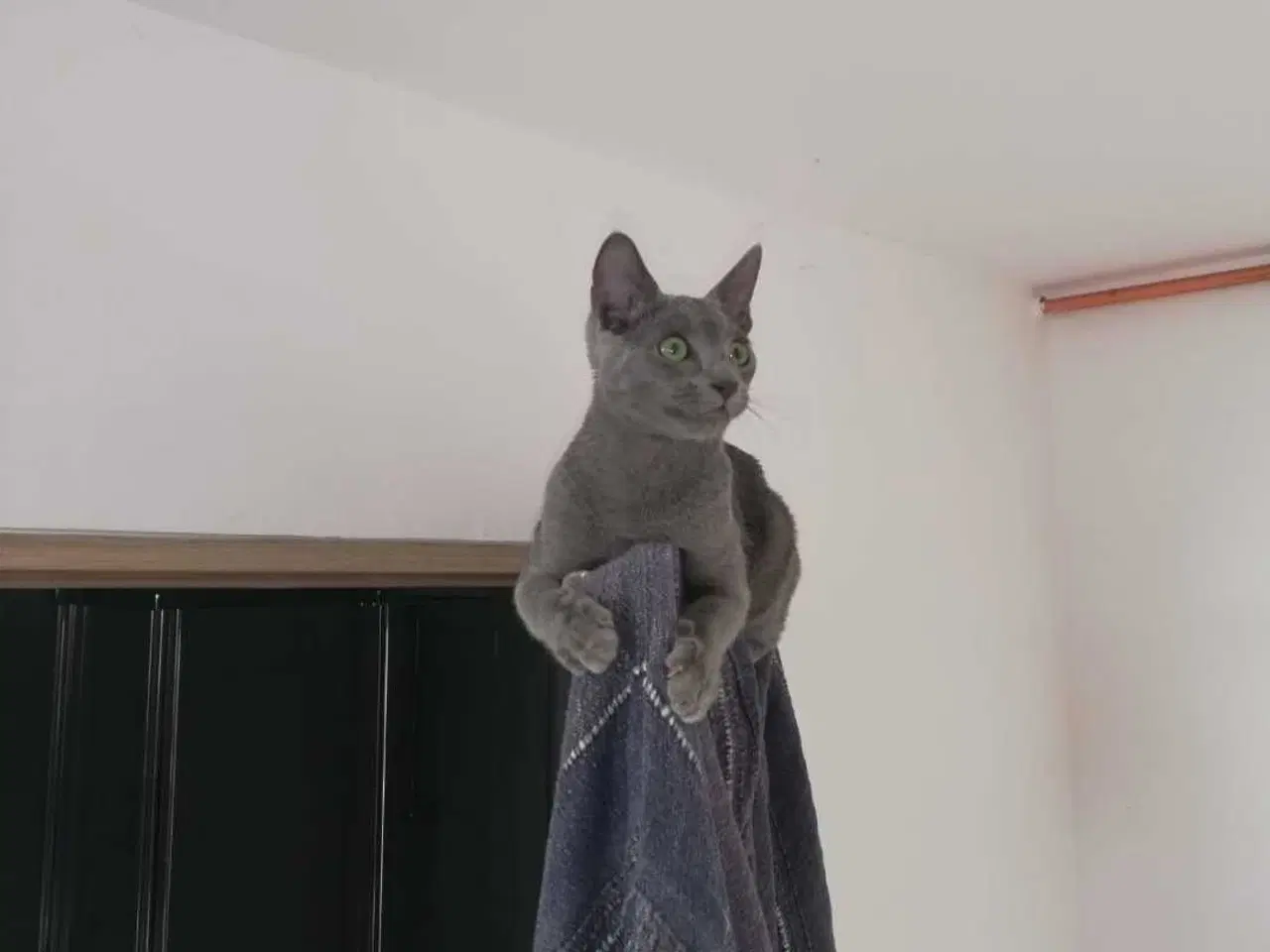 Billede 9 - Russian blue pige