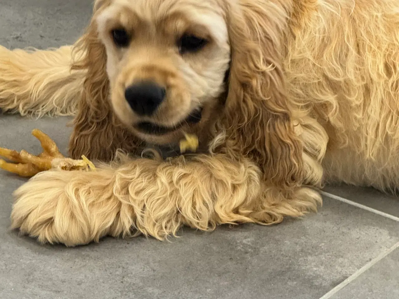 Billede 20 - Rejseklar 🧳 Skønne Amerikanske Cockerspaniel 