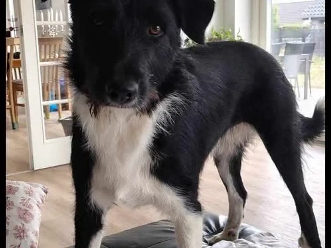 Billede 2 - Dejlige Bella søger nyt hjem med hundeven 🩷