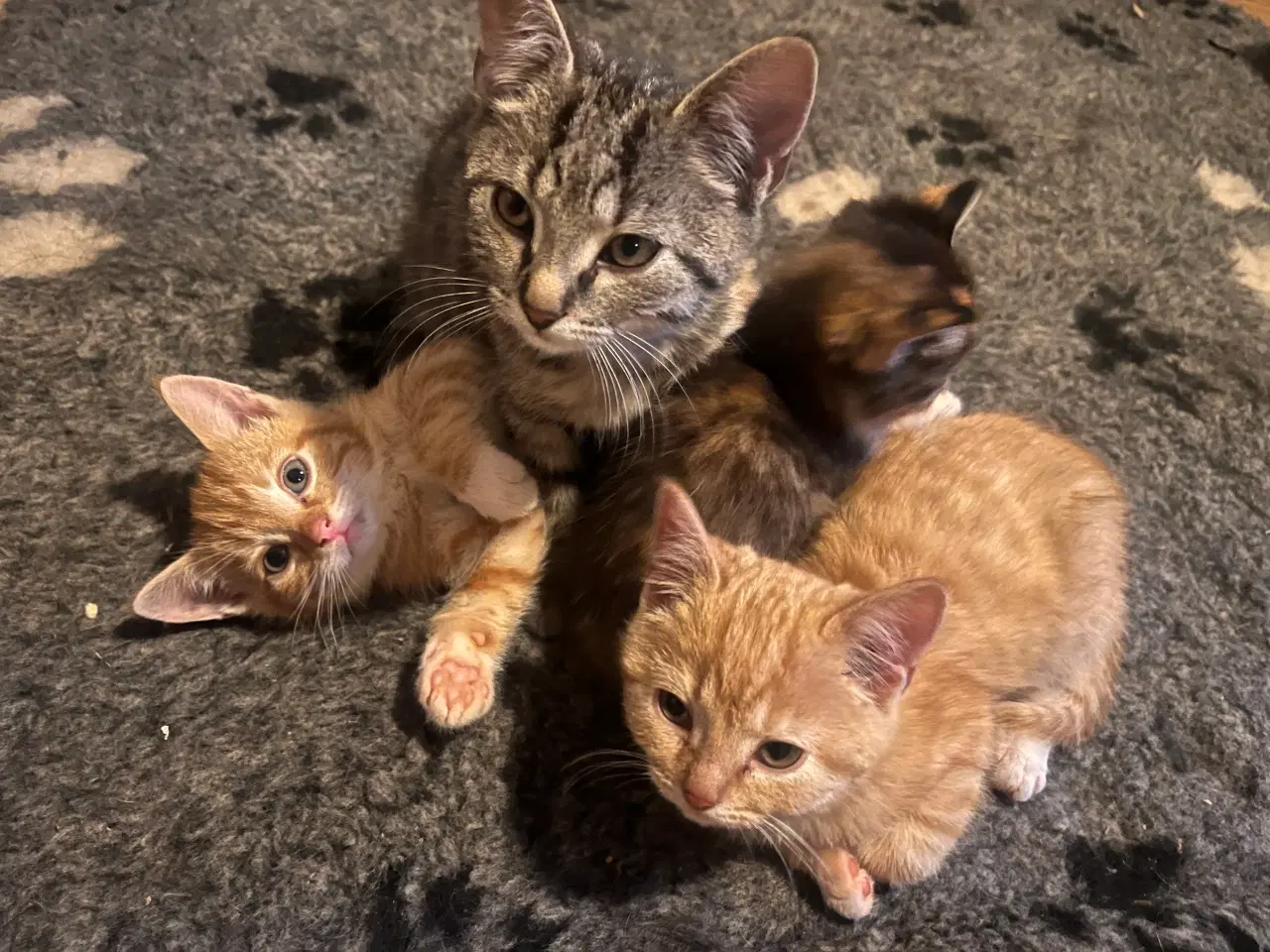 Billede 2 - 2 kuld , Indendørskillinger-afdrag muligt