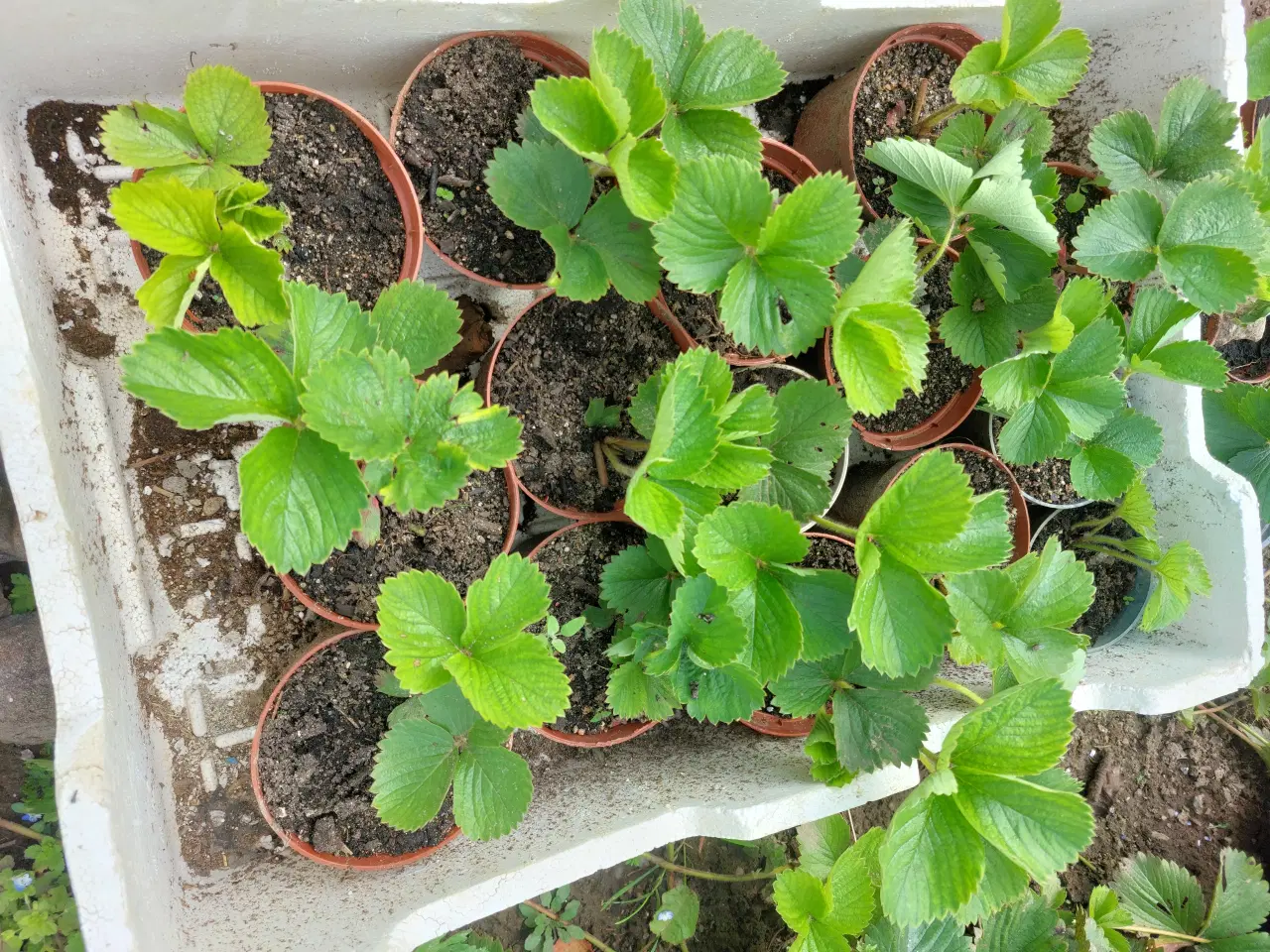 Billede 2 - Store jordbærplanter I potter 