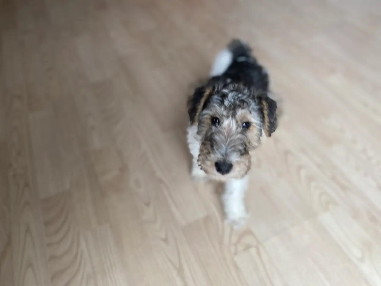 Billede 1 - Ruhåret fox terrier 