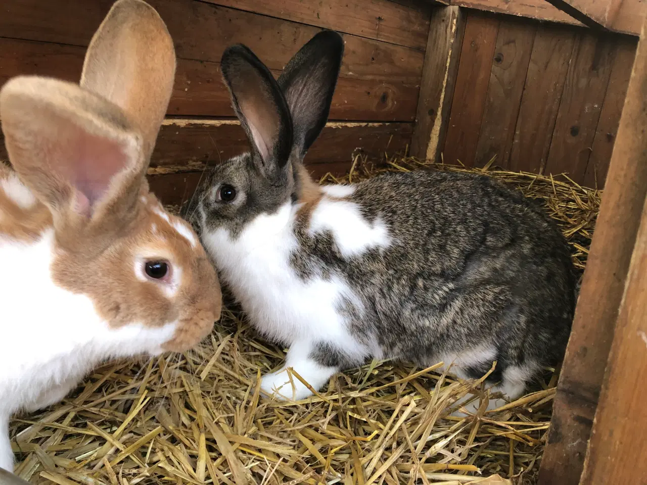 Billede 4 - 2 hankanin 1/2 belgisk kæmpe
