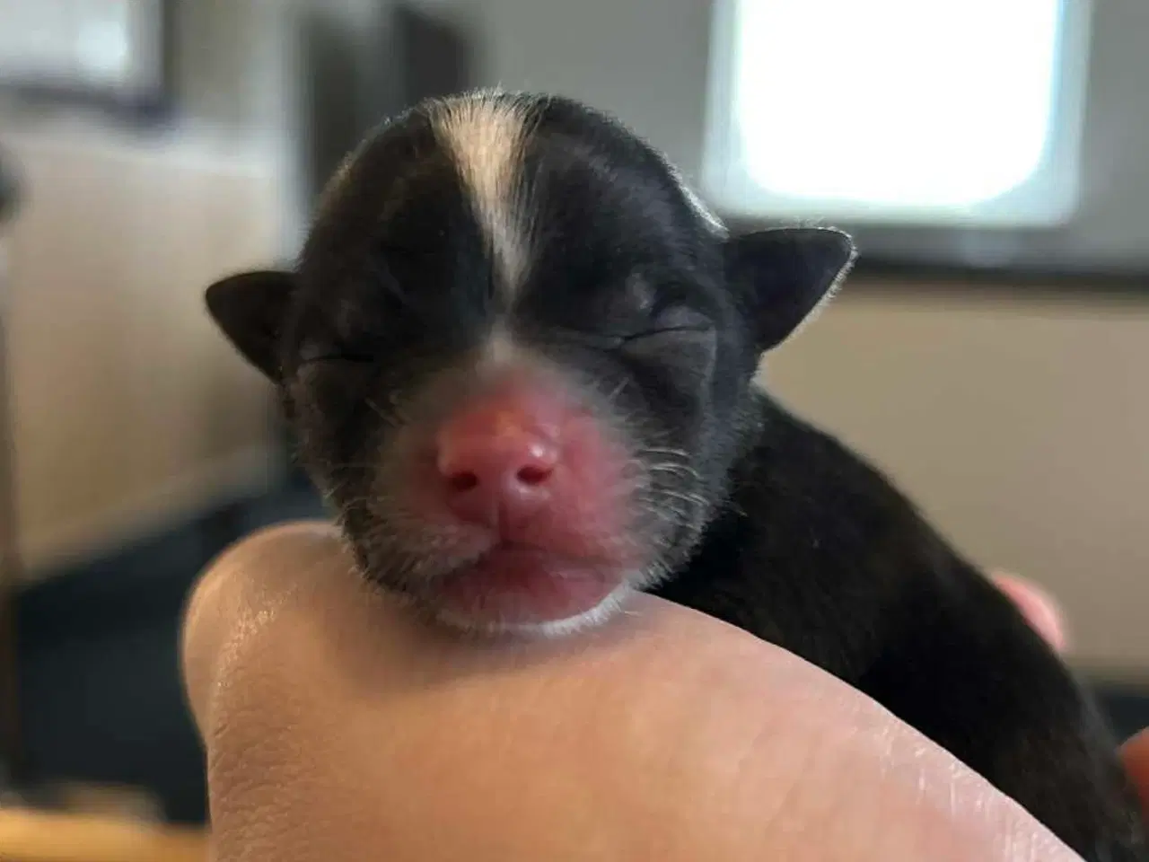 Billede 5 - Mini yorkshire terrier