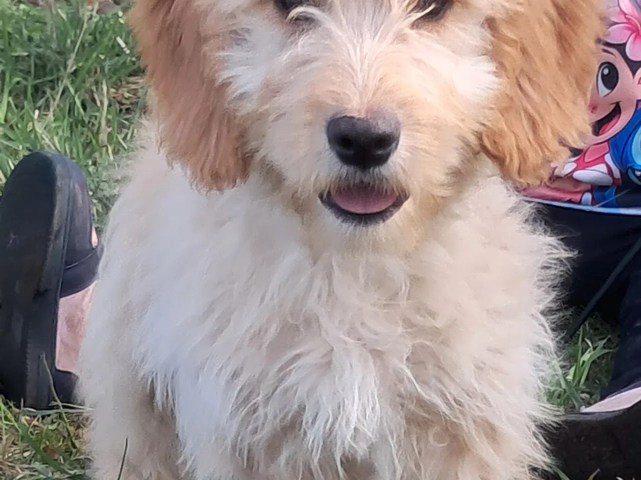 Billede 1 - 4 lækre golden retriever blandinger