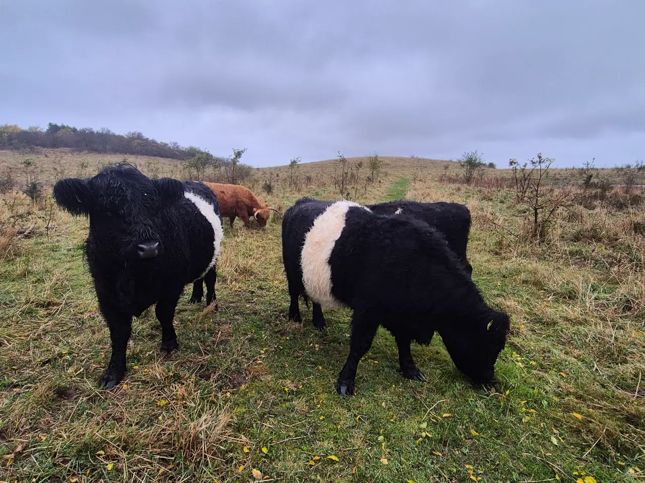 Billede 2 - Galloway - 3 køer + 2 kalve 