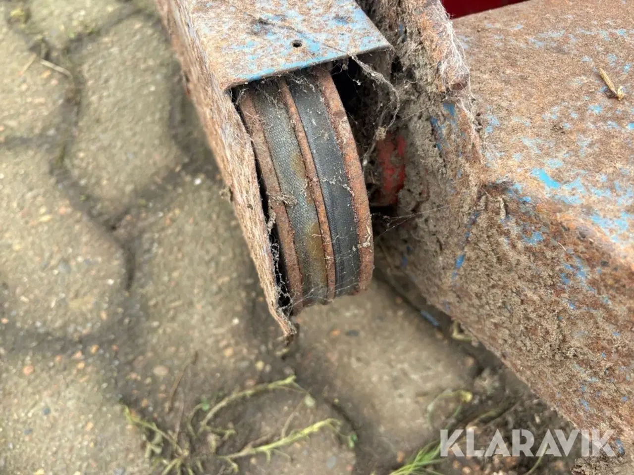 Billede 8 - Kornsnegl