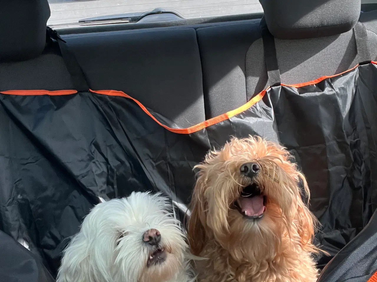 Billede 6 - Maltipoo hvalpe - nysgerrige og skønne