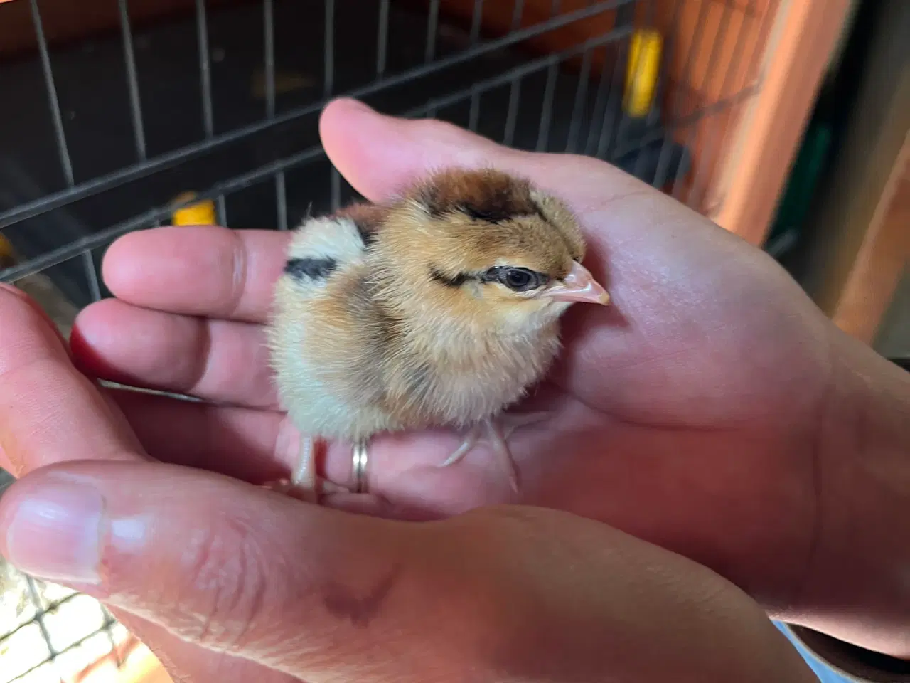 Billede 12 - Daggammel kyllinger 