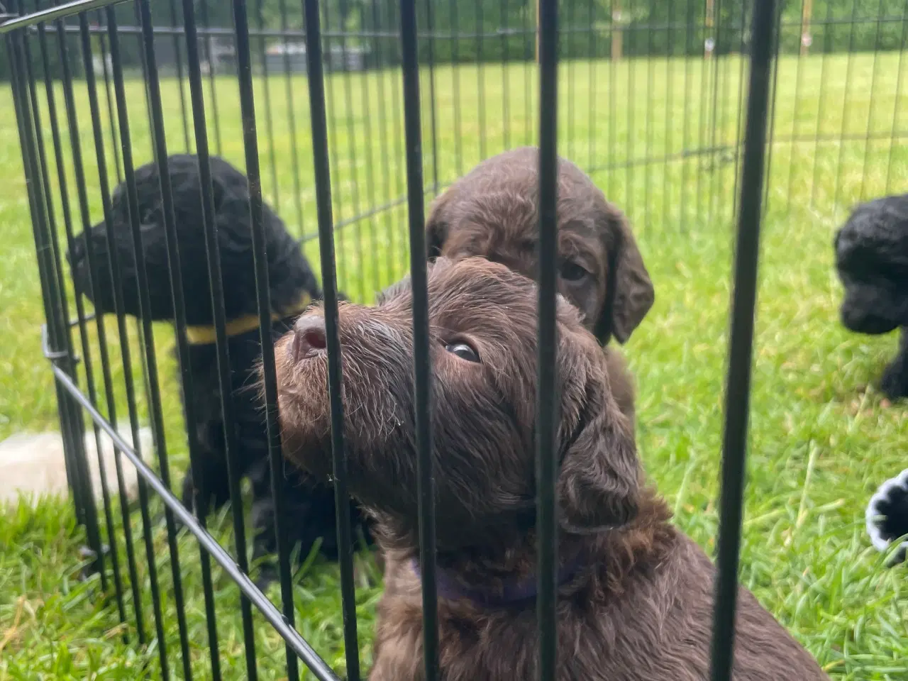 Billede 15 - Labradoodle