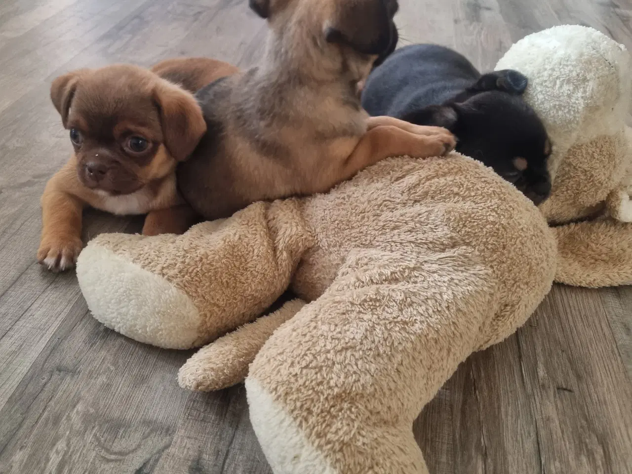 Billede 2 - Mops mix hvalpe