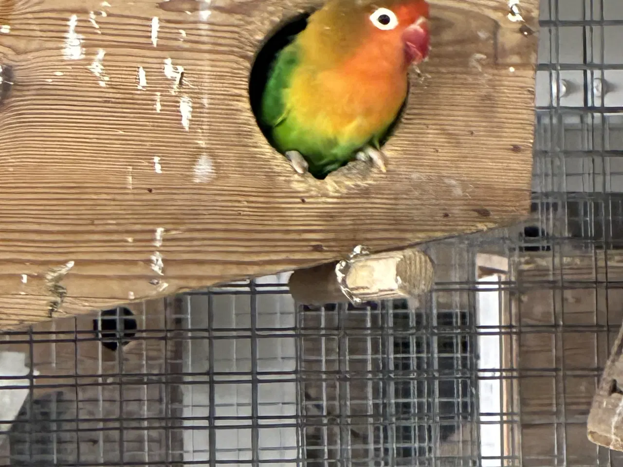 Billede 4 - Dværgpapegøjer 