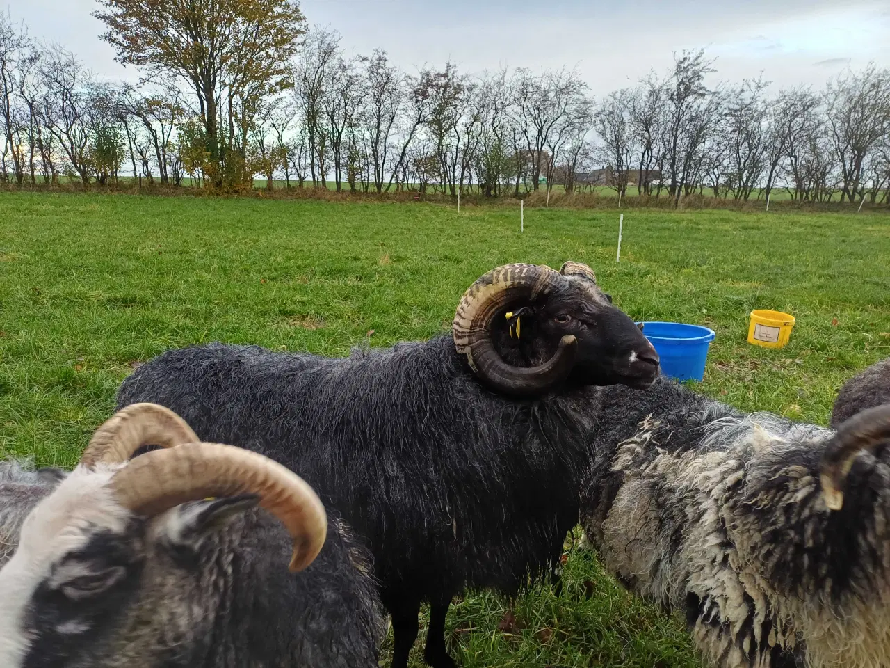 Billede 1 - 2 årig Gutevædder med stamtavle og m3 status