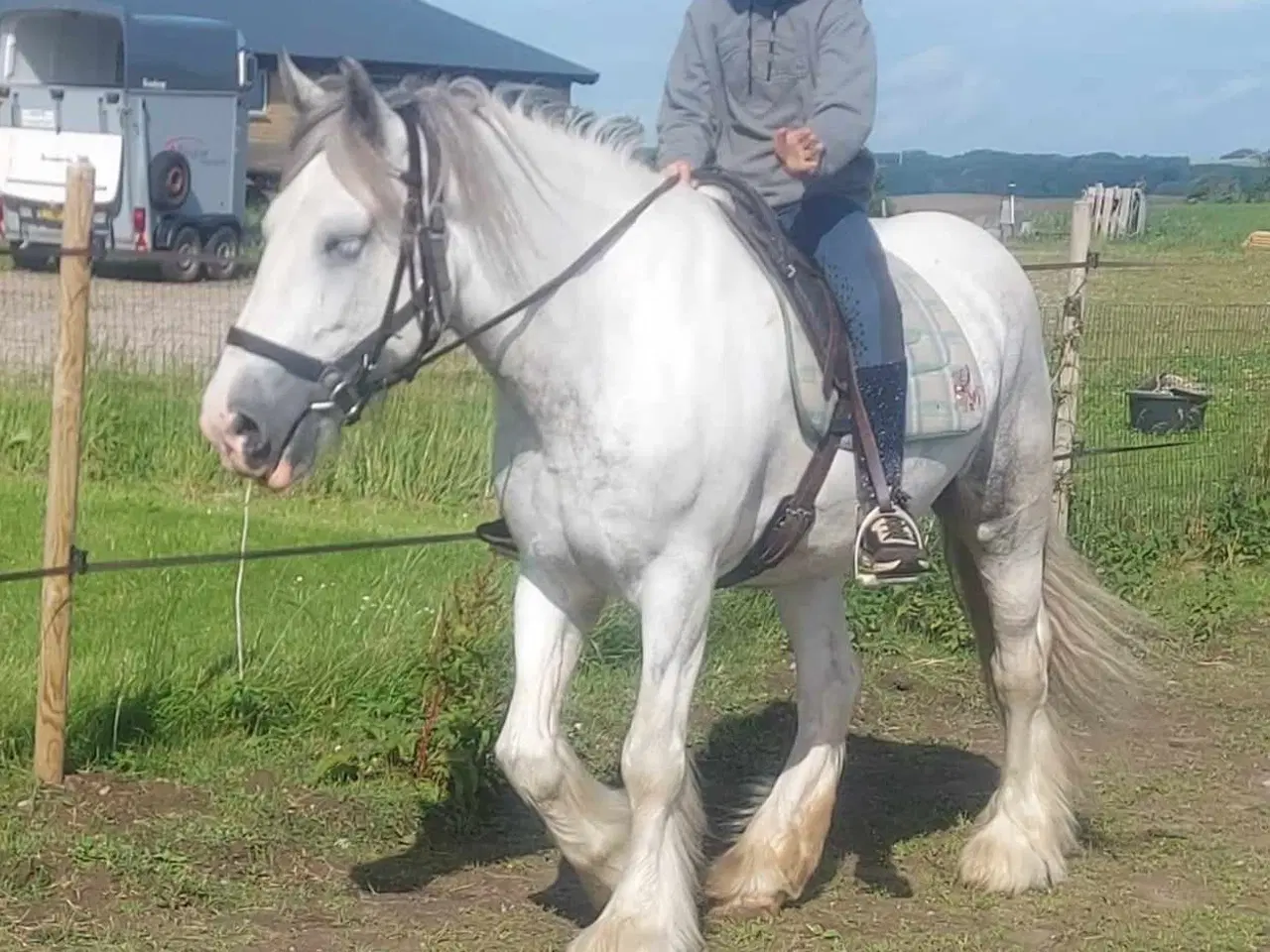 Billede 3 - Irish Cob hoppe 165cm