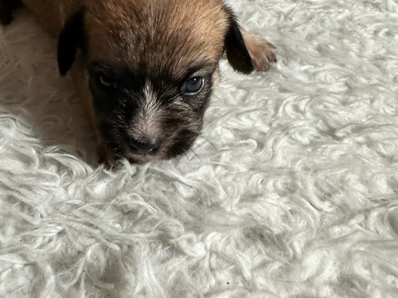 Billede 15 - Hunde valpe malteserblanding