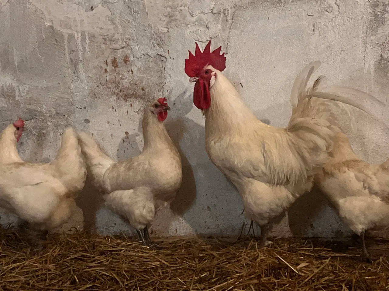 Billede 3 - Rugeæg fra race høns