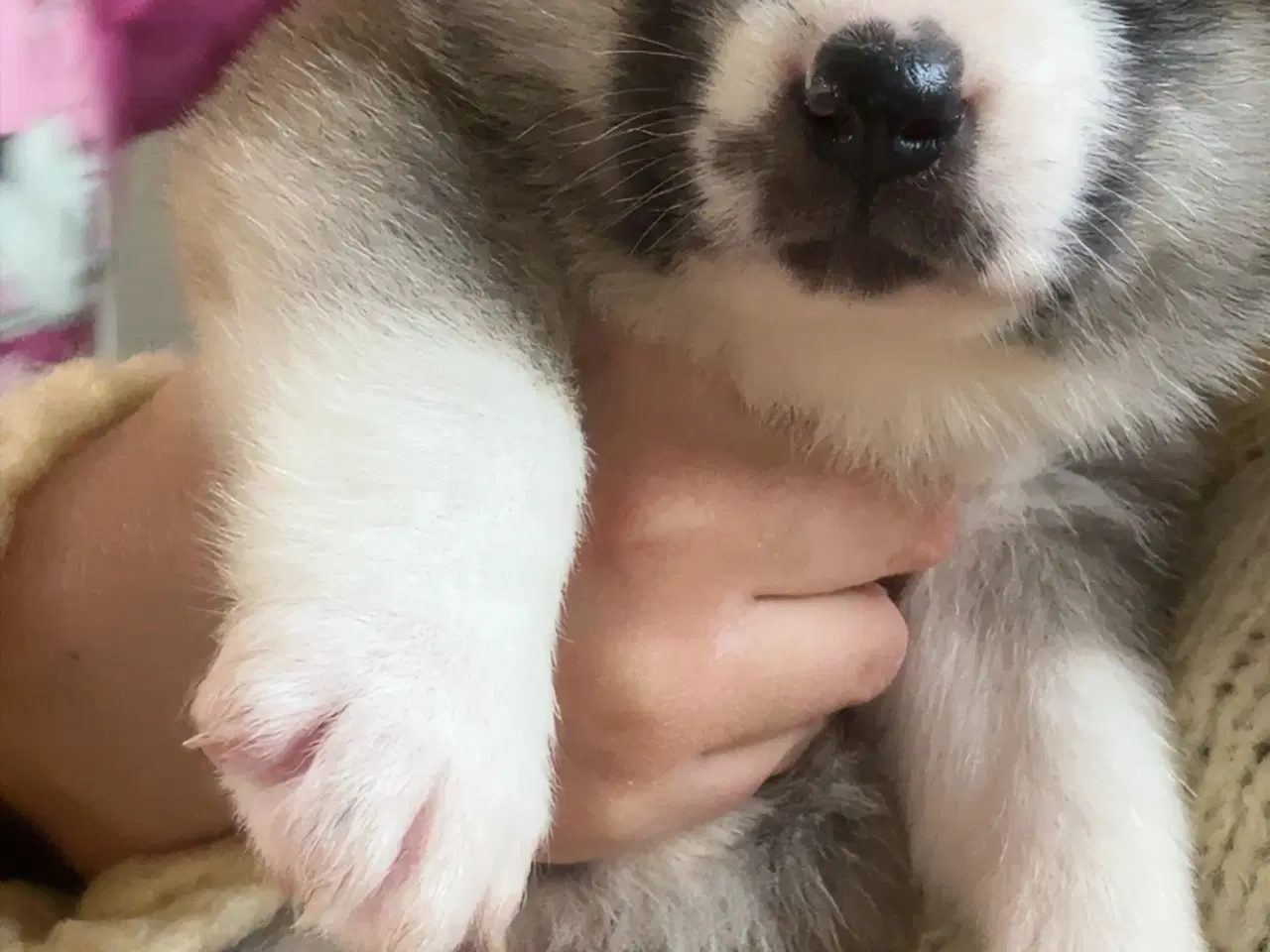 Billede 5 - Den perfekte blanding 🐾