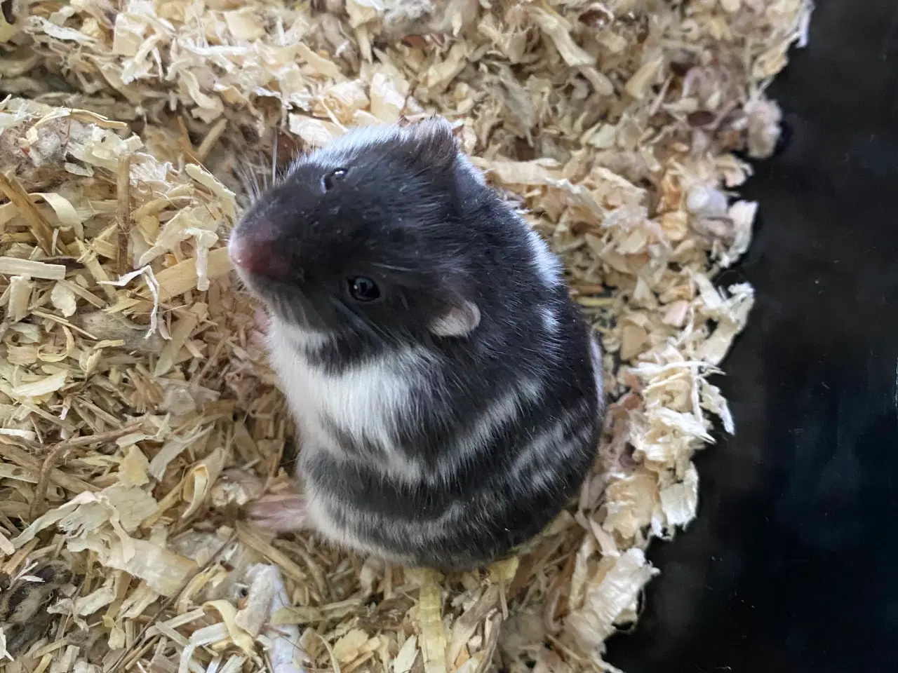 Billede 3 - Dværg hamster 