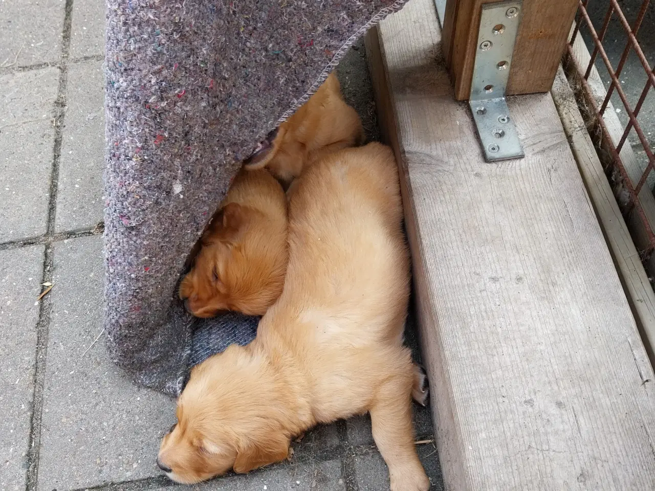 Billede 7 - Golden retriver hvalpe familie og jagthunde 