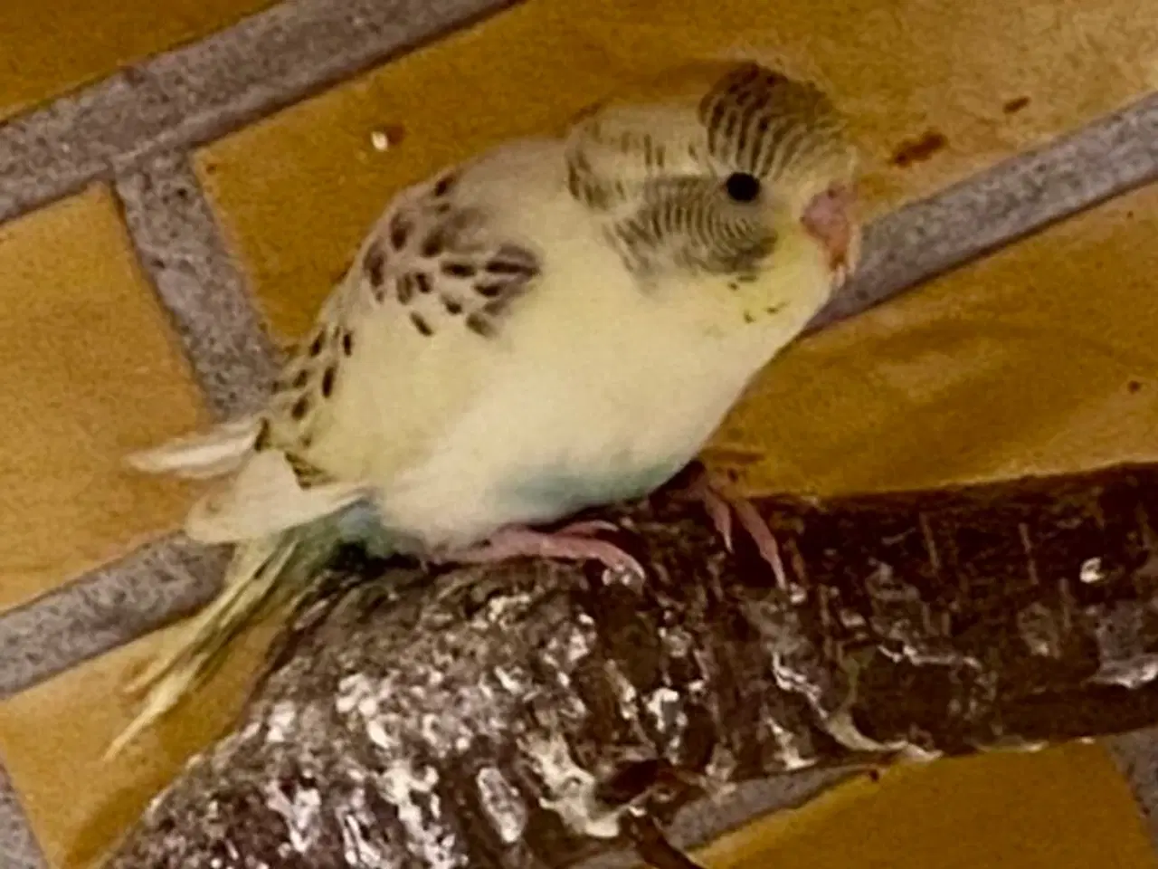 Billede 1 - Undulater