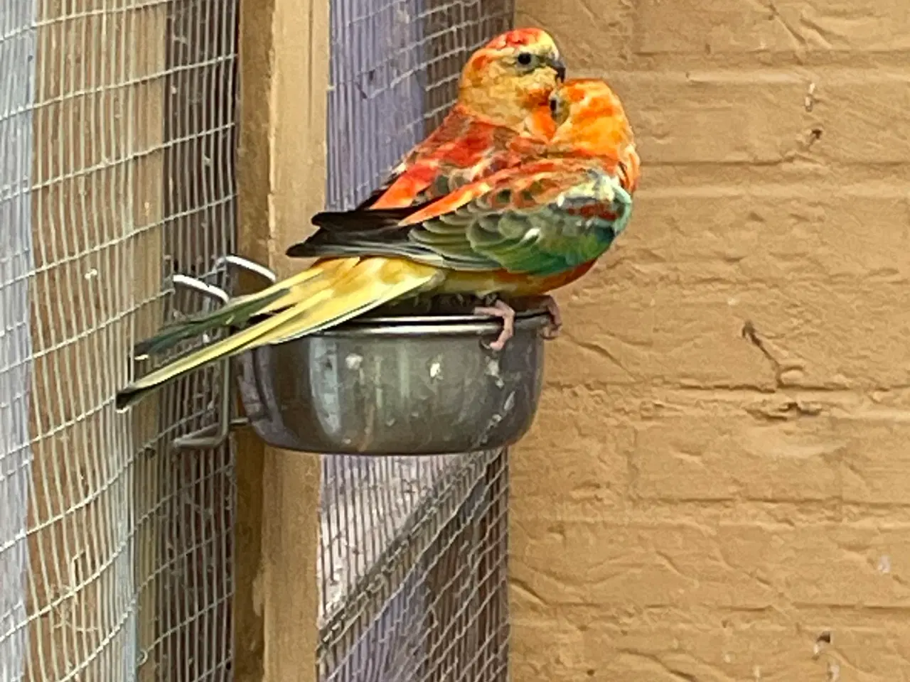 Billede 1 - Orange opaline sangparakitter 