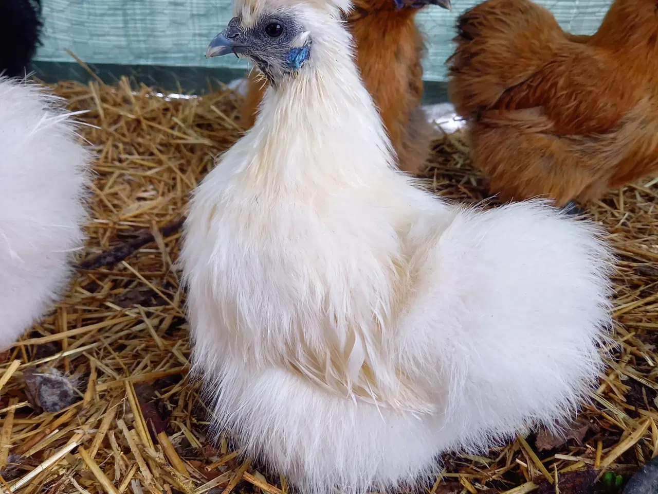 Billede 1 - Dværg silkehøns