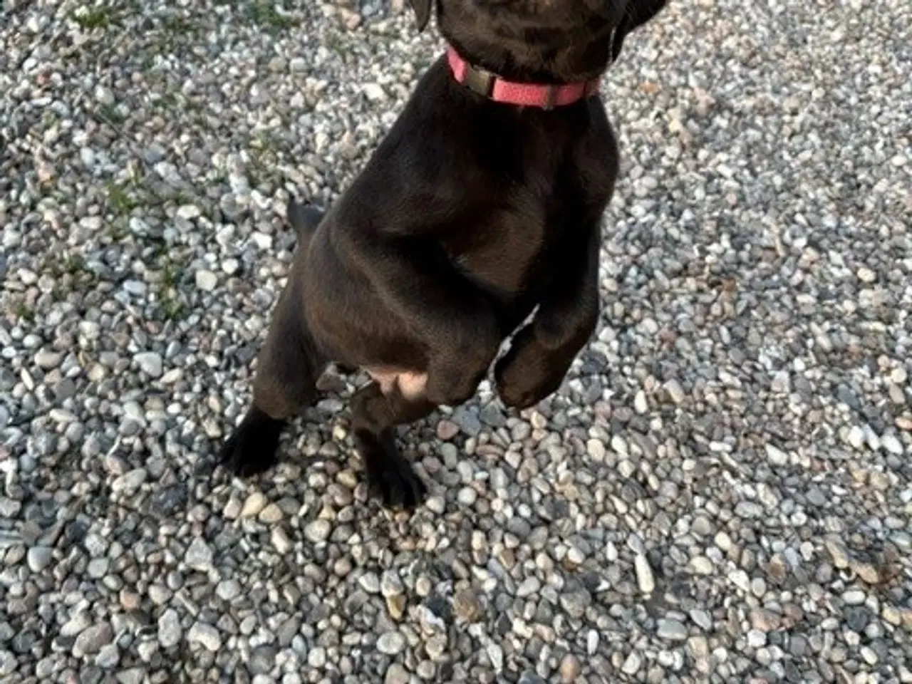 Billede 1 - Labrador formel 1 hanhvalp søger ny madskål 