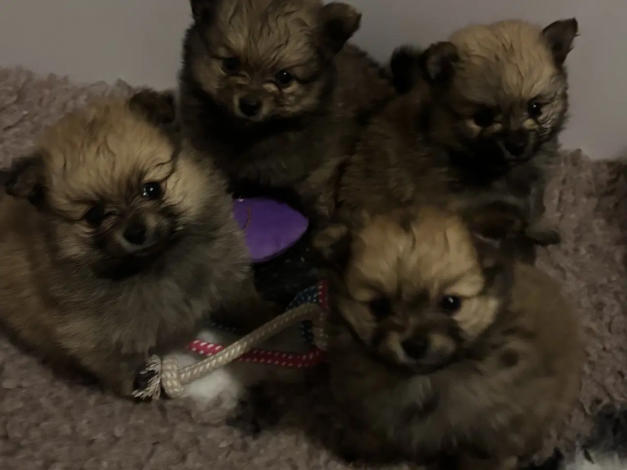 Billede 10 - Pomeranian hvalpe 4 drenge