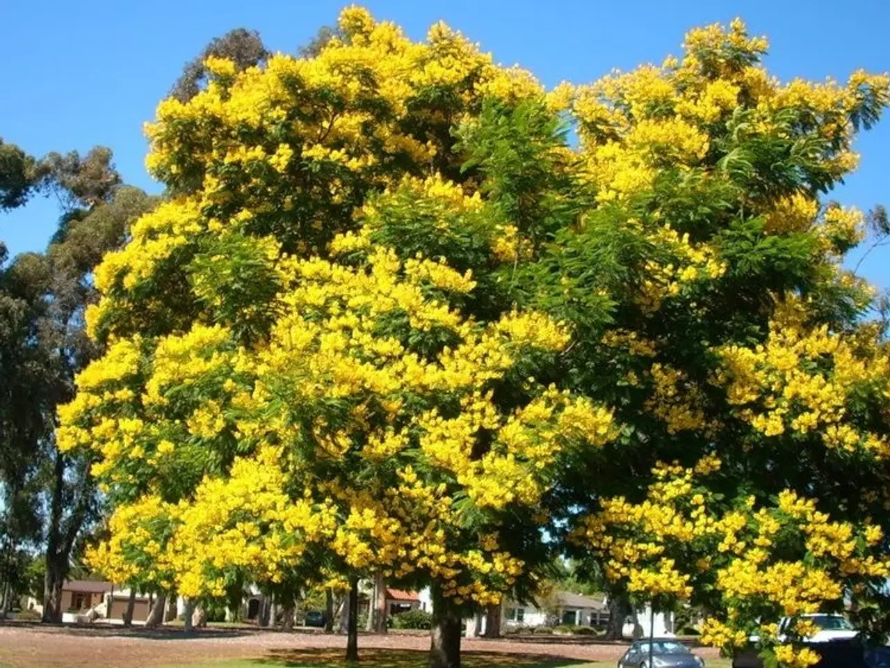 Billede 10 - 20 Frø Af Delonix Regia Royal (Gul). Meget sjælden