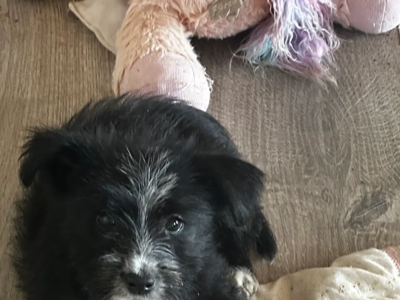 Billede 1 - Psykisk servicehund